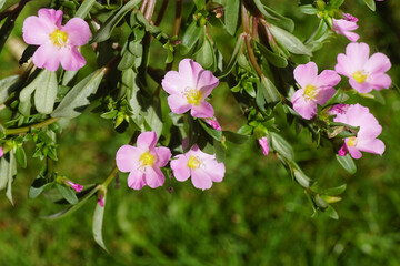 Closeup pink Little hogweed flowers, pursley, common purslane (Portulaca oleracea). Family Portulacaceae. Summer, Dutch garden, August