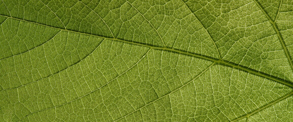 Panoramic background of natural texture of a green leaf of a plant.
