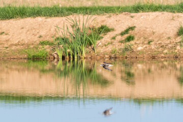 Grünschenkel Flug