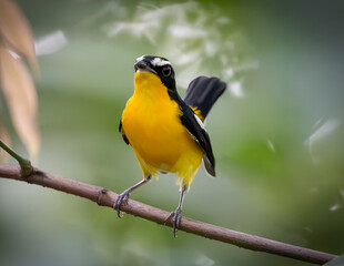 Yellow-rumped Flycatcher, bird is perching on the tree branch. Taken in Thailand. Nature and wildlife concept.