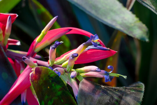 Flower stem of a billbergia (possibly b. vittata or b. porteana), native to Brazil