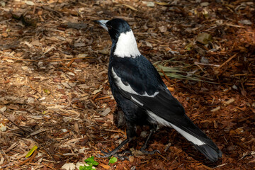  Australian magpie (Gymnorhina tibicen) walking in garden mulch