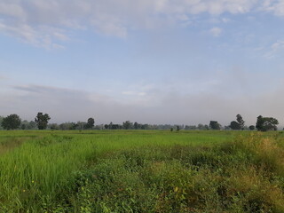 Green rice fields and blue sky