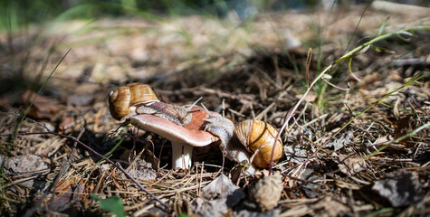 Snails on a mushroom in the forest.