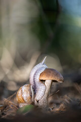Snail on a mushroom in the forest. 