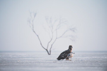 Eagle © Jakub
