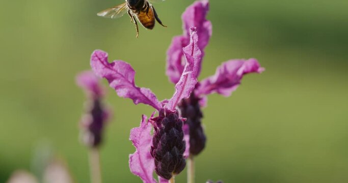 Super slow motion macro view of honey bee flying and feeding on lavender flower at 1000 fps
