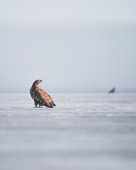 White tailed eagle