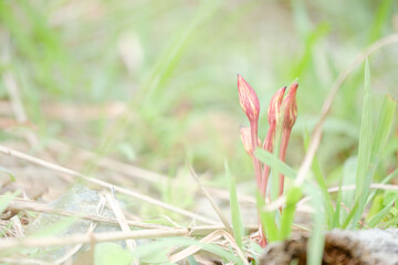 ナンバンギセル