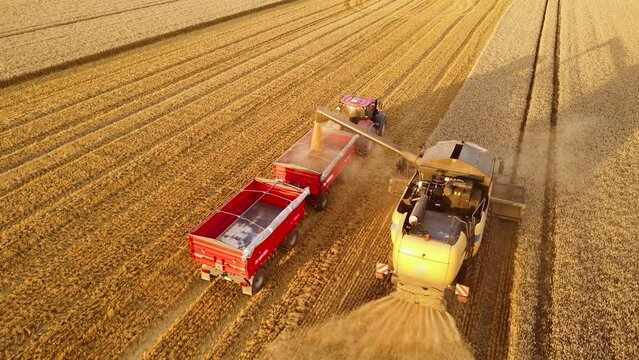 Aerial shot of combine harvester loading of wheat grains into tractor trailer. Agricultural machinery at farmland. Harvesting, seasonal agriculture work, farming and husbandry