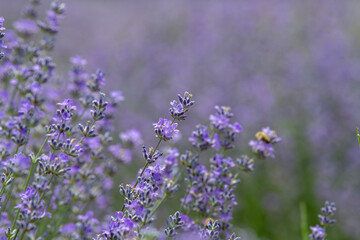 The lavender flower, which contains the most beautiful shades of purple and lilac, is also the habitat of many animals such as butterflies and bees.