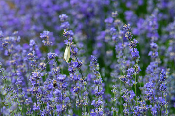 The lavender flower, which contains the most beautiful shades of purple and lilac, is also the habitat of many animals such as butterflies and bees.