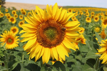 Fototapeta premium Girasoles en el campo, brillando bajo el sol, con insectos, abejas polenizando.