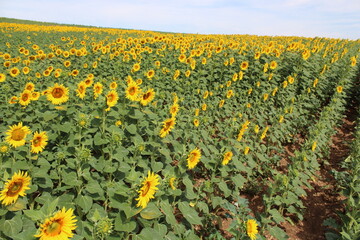 Fototapeta premium Girasoles en el campo, brillando bajo el sol, con insectos, abejas polenizando.