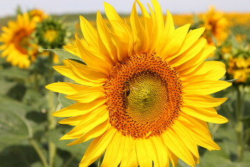 Obraz premium Girasoles en el campo, brillando bajo el sol, con insectos, abejas polenizando.