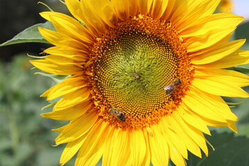 Obraz premium Girasoles en el campo, brillando bajo el sol, con insectos, abejas polenizando.