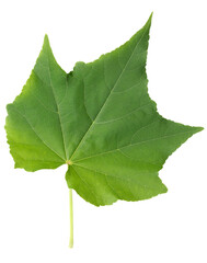 Clipping path Green leaves on isolated white background.