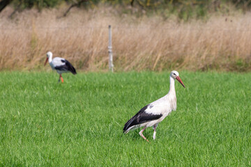 White Storks in Großen-Linden, Hessia, Germany