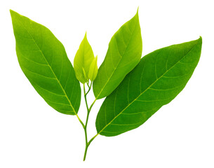 Clipping path Annona leaves on white isolated background.
