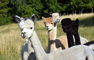 Fototapeta premium Niedliche Alpakas im Schwarzwald