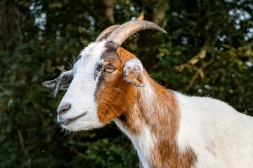 portrait of a brown white goat