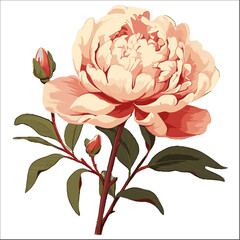 Peony Floral vector Illustration Clipart isolated on white 
