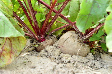 Fruits of beets with tops in the garden.