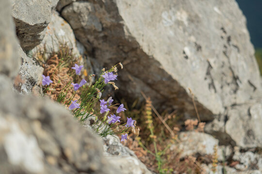 fleur violette clochette