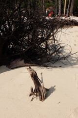 Dead and dry tree roots on the beach look like sculptures of art.
