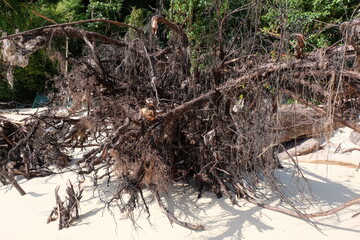 Dead and dry tree roots on the beach look like sculptures of art.