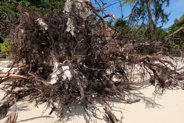 Dead and dry tree roots on the beach look like sculptures of art.