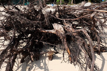 Dead and dry tree roots on the beach look like sculptures of art.