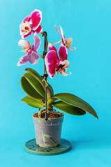 Phalaenopsis orchid seedling on a blue background