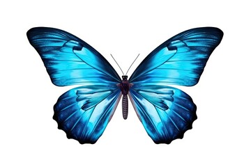 Naklejka premium Closeup of captivating butterfly in vibrant hues. Detailed elegance on white background isolated