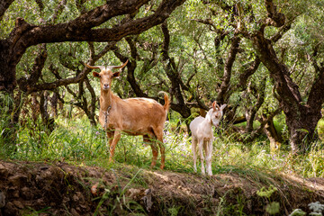 Kefalonia Ionische Inseln Traumstrand blaues Meer