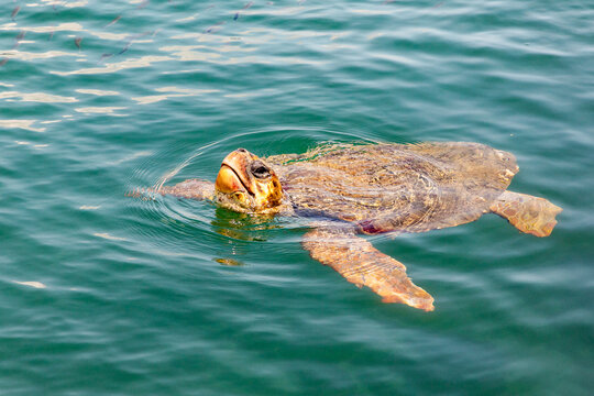 Wasserschildkr&ouml;te  caretta caretta