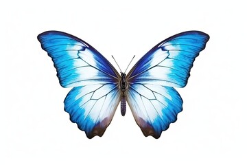 Fototapeta premium Closeup of captivating butterfly in vibrant hues. Detailed elegance on white background isolated