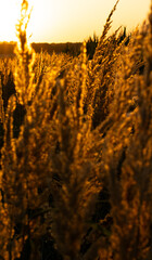 zachód słonca na polskim polu © Andrzej