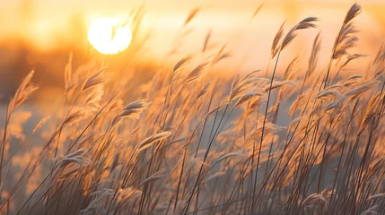 Gordijnen Detail of wild grass at sunset © Ziyan Yang