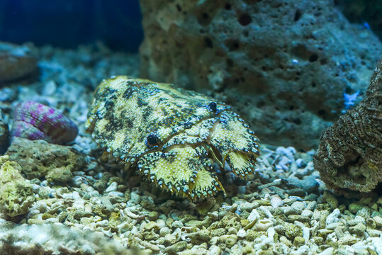 Slipper lobster in aquarium close up