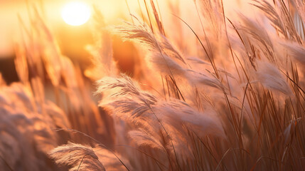 Detail of wild grass at sunset