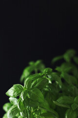 A bunch of basil in low key