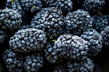 Frozen mulberries. Berries in winter - frozen vitamins. Frozen mulberries - black berries are...