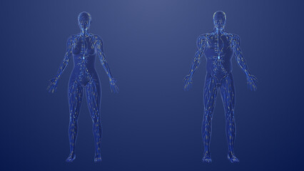 Obraz premium 3d Anatomy of male and female lymphatic system