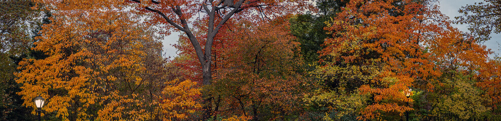 Autumn in Central Park