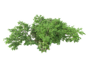 Green landscape isolated on transparent background. 3d rendering - illustration