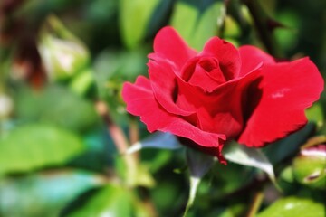 
Red rose on a background of green foliage