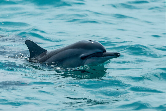 A dolphin is an aquatic mammal within the infraorder Cetacea. Dolphin species belong to the families Delphinidae (the oceanic dolphins), Platanistidae (the Indian river dolphins), Iniidae (the New Wor