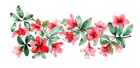Flowering spring bush. Red flowers, buds, green leaves on a branch. Blooming garden plants. Hand drawn watercolor illustration isolated on white background.