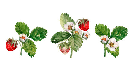 Green strawberry bushes with red ripe berries, blooming flowers, green leaves on the stem. Fruit clipart. Hand drawn watercolor illustration isolated on white background for poster, menu, card, banner